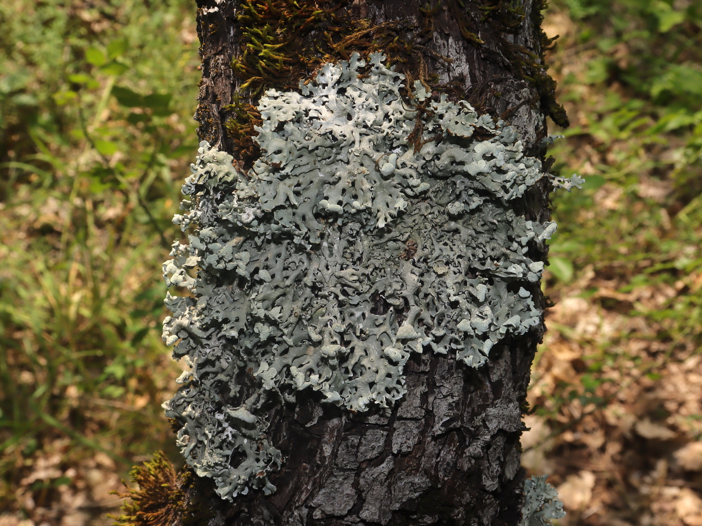Image of Hypogymnia physodes specimen.