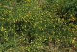 Medicago falcata. Цветущее растение. Беларусь, Витебская обл., пос. Езерище, обочина дороги. 13.07.2026.