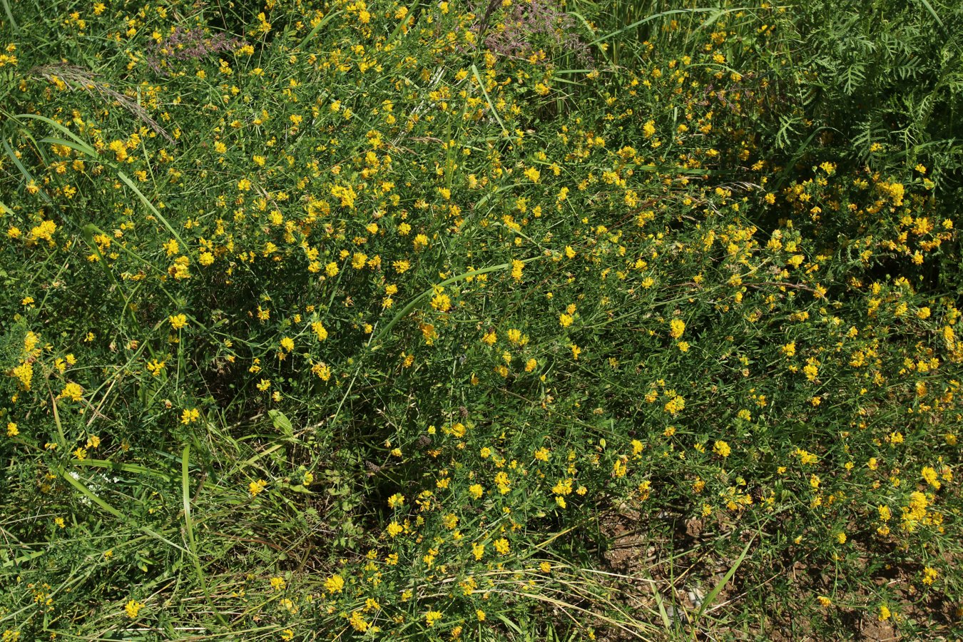 Image of Medicago falcata specimen.
