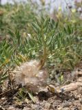 genus Astragalus. Побег с соплодием. Таджикистан, Согдийская обл., Айнинский р-н; Памиро-Алай, Фанские горы, подножье горы Сарытаг, ≈ 2440 м н.у.м., щебнистый склон. 27 июня 2026 г.