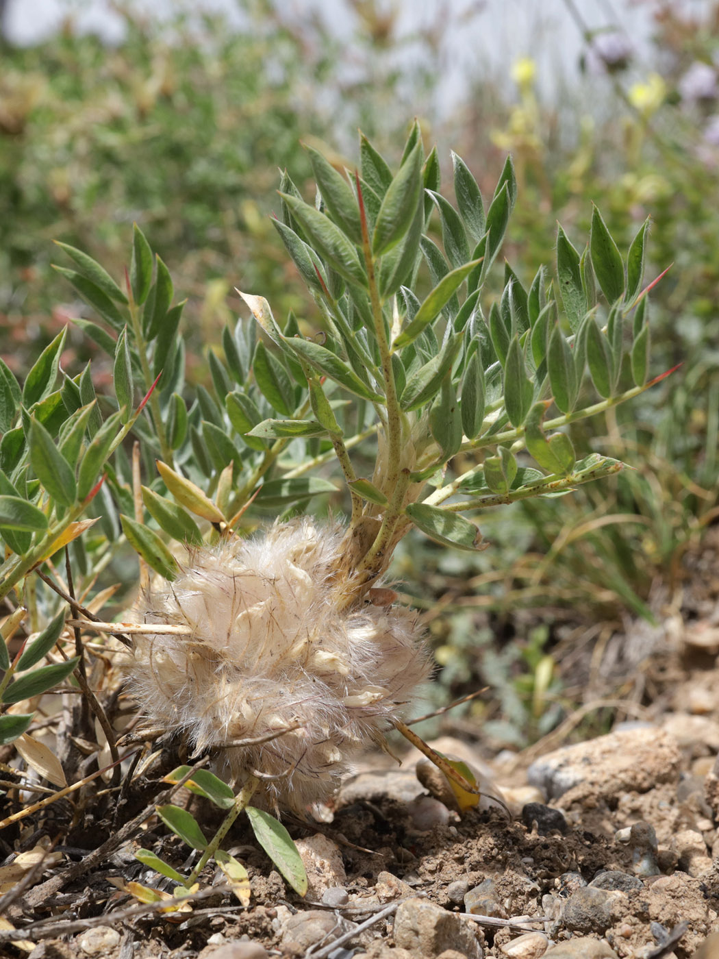 Image of genus Astragalus specimen.