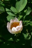 genus Rosa. Цветок. Турция, ил Артвин, окр. храма Отхта, луг. 13 июня 2026 г.