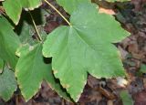 Acer pseudoplatanus. Лист. Узбекистан, г. Ташкент, Ботанический сад им. Ф.Н. Русанова, в культуре. 05.10.2026.