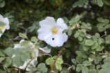 Rosa beggeriana