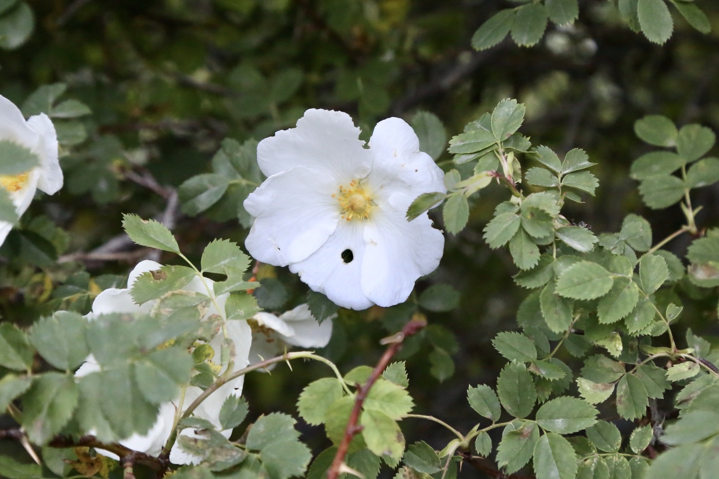 Изображение особи Rosa beggeriana.