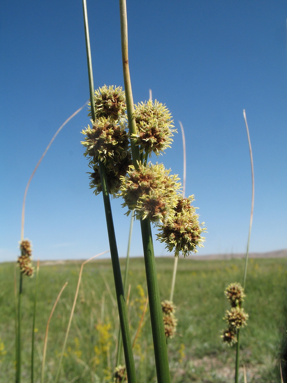 Image of Scirpoides holoschoenus specimen.