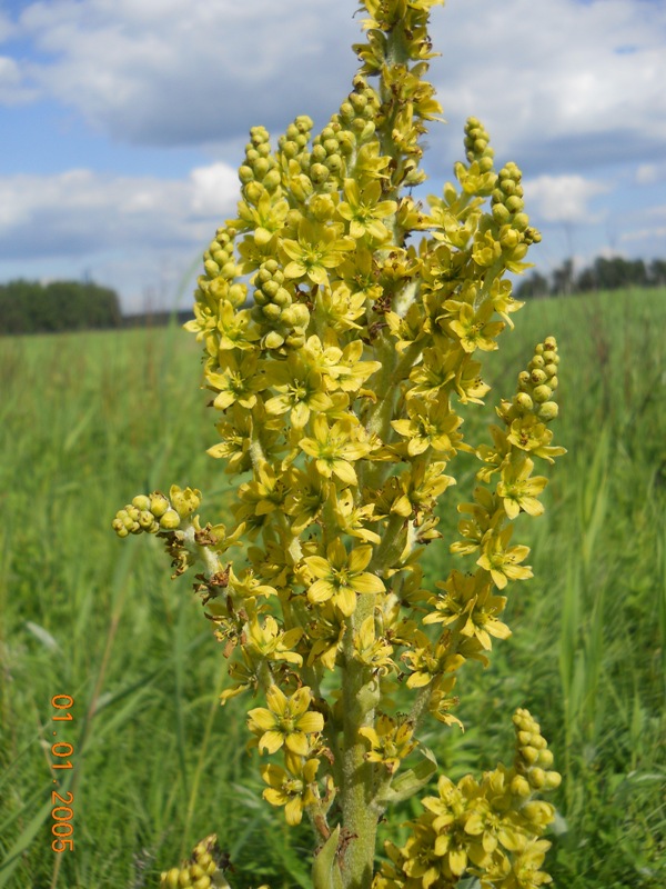 Изображение особи Veratrum lobelianum.