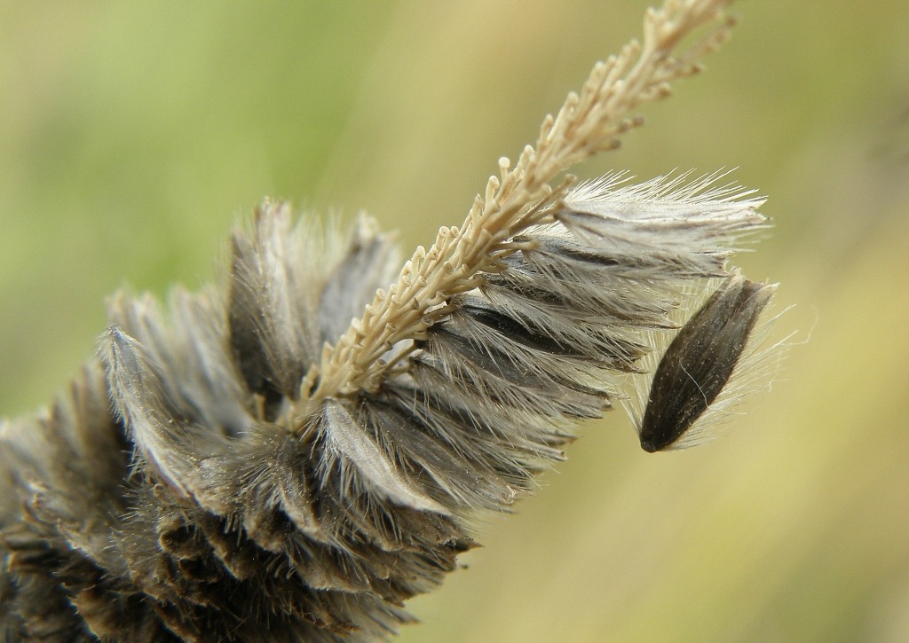 Image of Alopecurus arundinaceus specimen.
