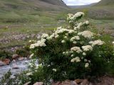 Spiraea alpina