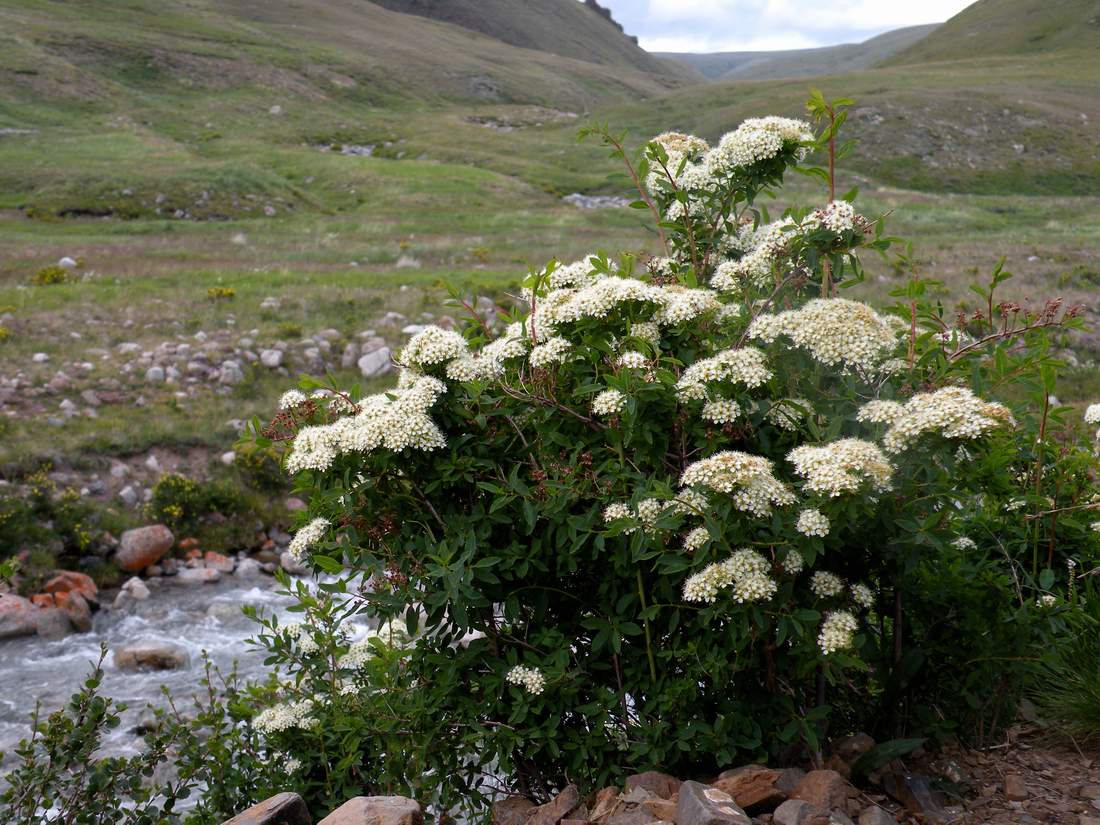 Изображение особи Spiraea alpina.