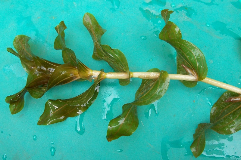 Image of Potamogeton perfoliatus specimen.