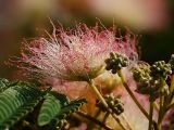 Albizia julibrissin