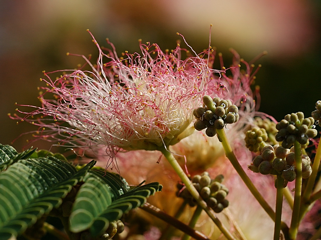Image of Albizia julibrissin specimen.