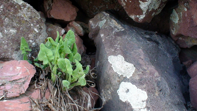 Image of Senecio taraxacifolius specimen.