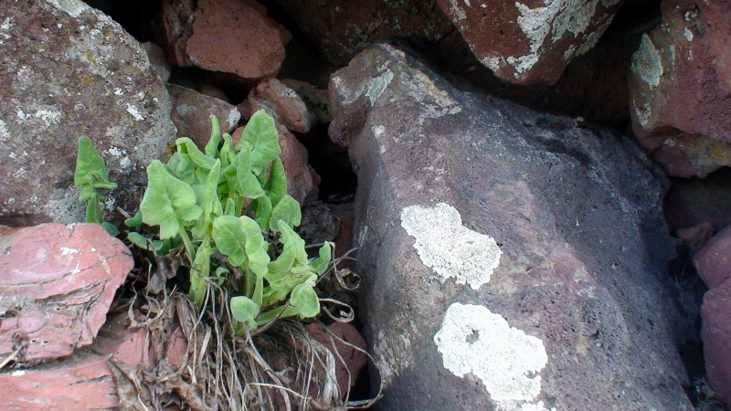 Изображение особи Senecio taraxacifolius.