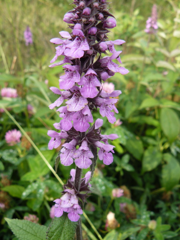 Image of Stachys palustris specimen.