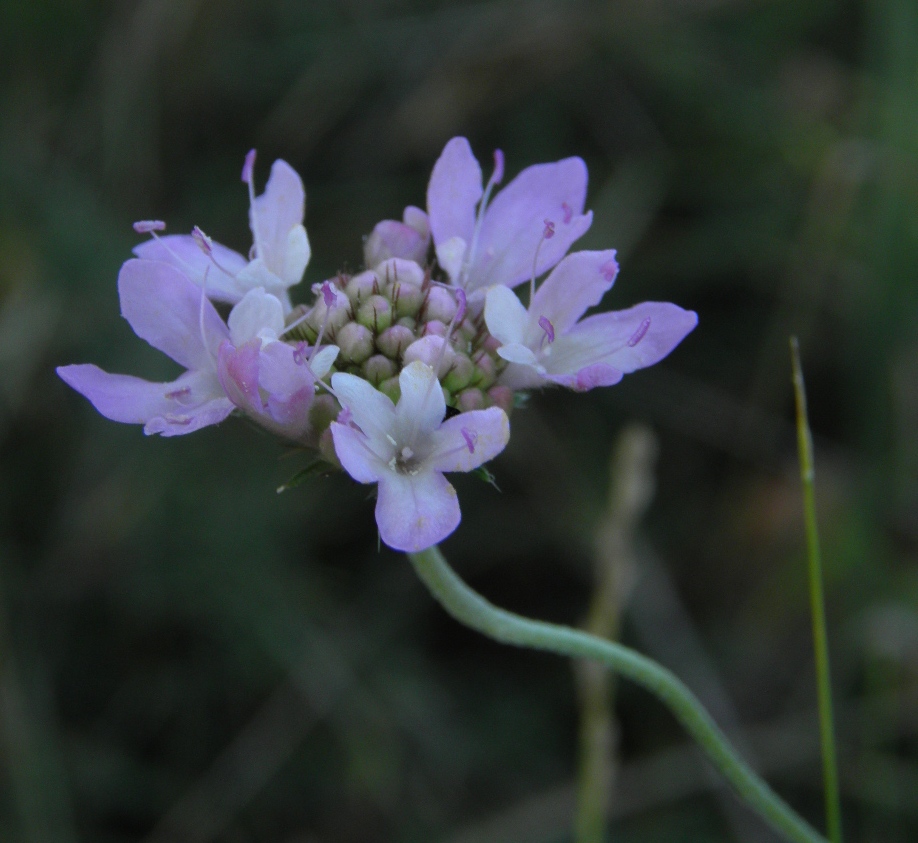 Изображение особи Scabiosa columbaria.