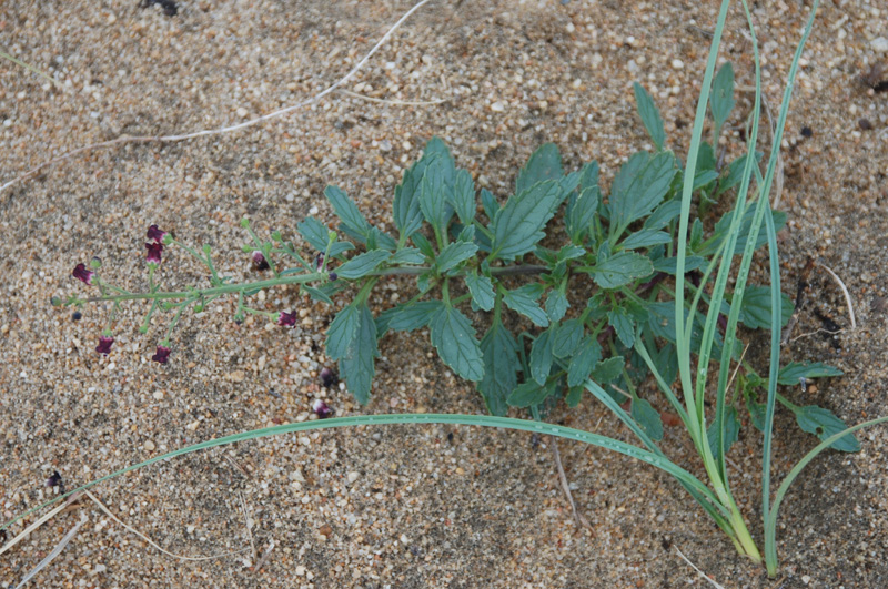 Изображение особи Scrophularia incisa.