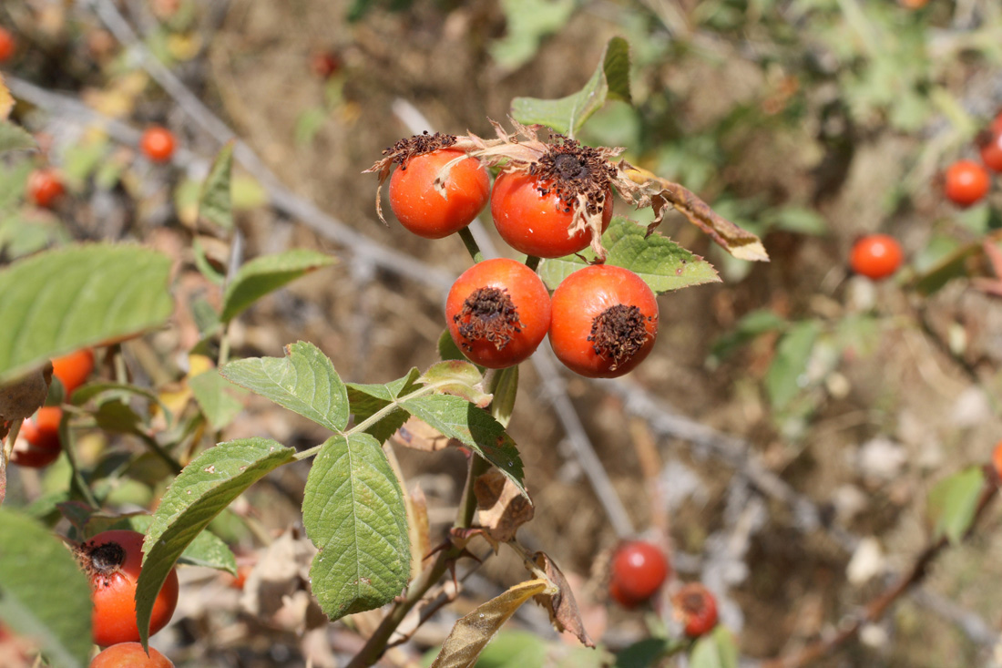 Image of Rosa arnoldii specimen.