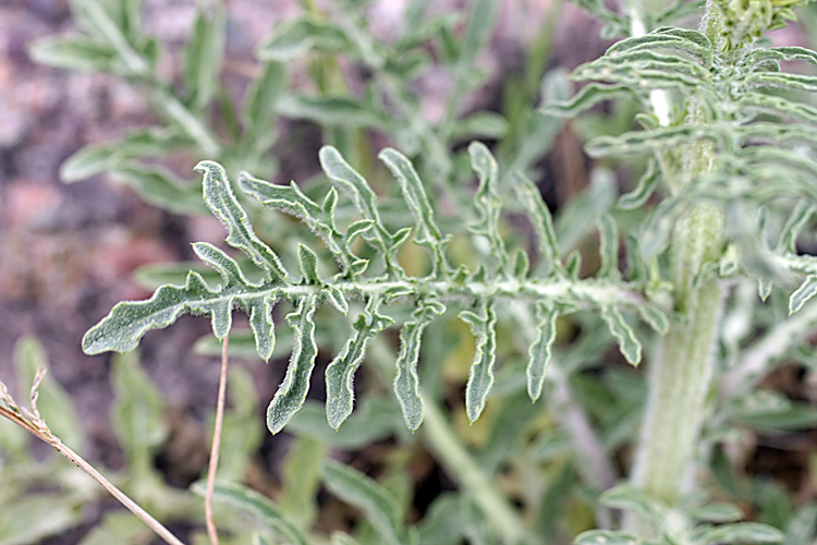 Image of Centaurea iberica specimen.