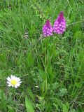 Anacamptis pyramidalis