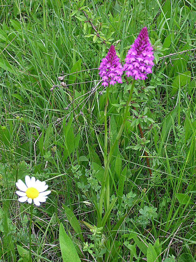 Изображение особи Anacamptis pyramidalis.