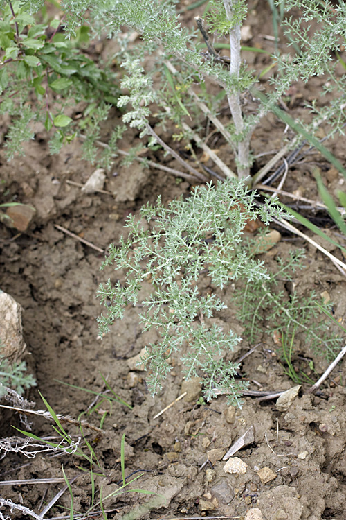 Image of Polychrysum tadshikorum specimen.