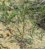 Erysimum czernjajevii