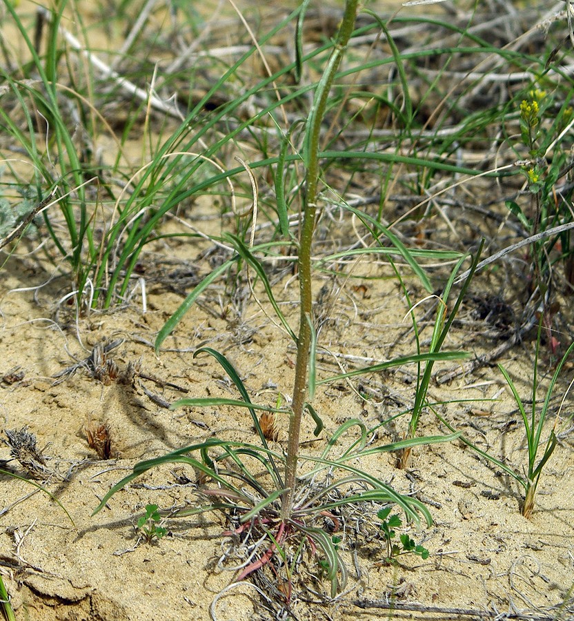 Image of Erysimum czernjajevii specimen.