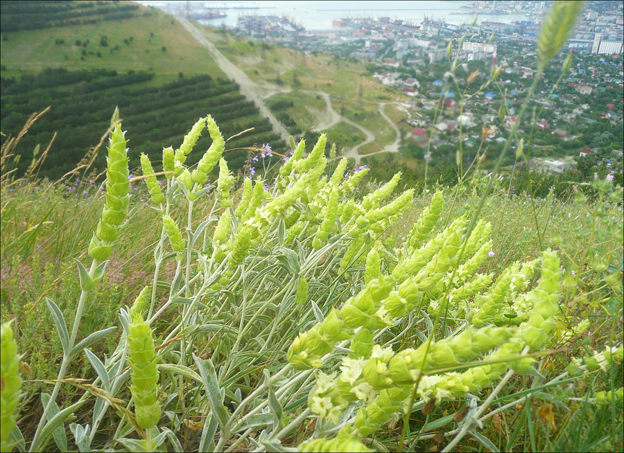 Image of Sideritis euxina specimen.