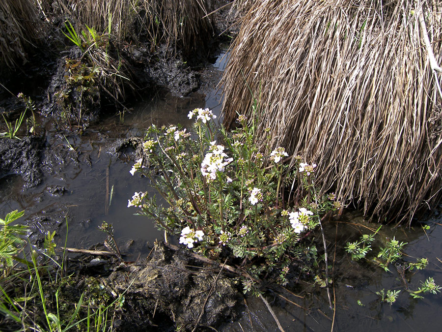 Изображение особи Cardamine uliginosa.