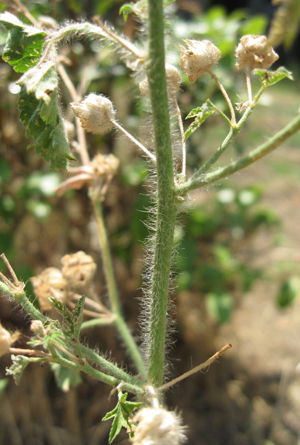 Изображение особи Malva erecta.