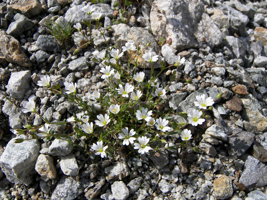 Изображение особи Dichodon cerastoides.