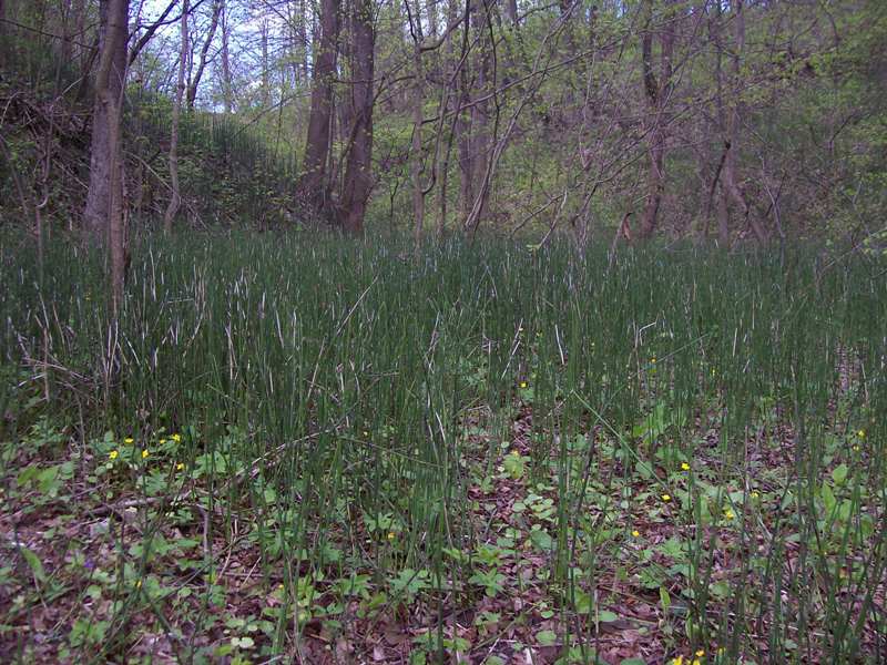 Image of Equisetum hyemale specimen.