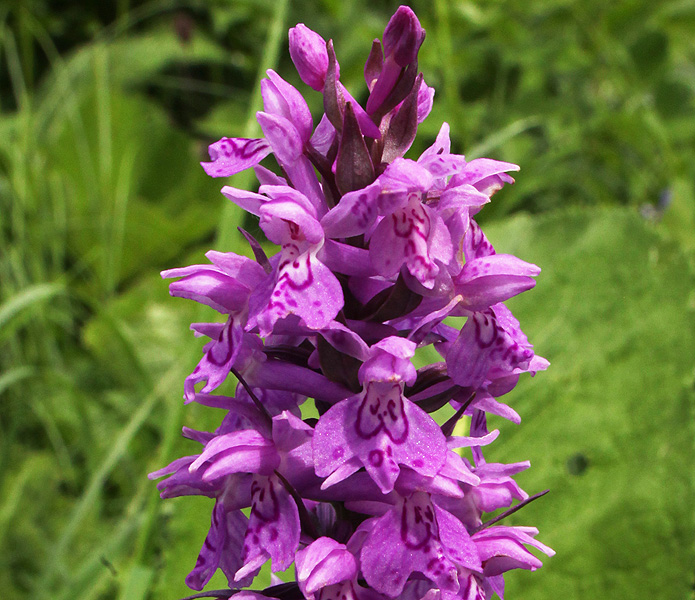 Image of Dactylorhiza urvilleana specimen.