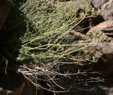 Semenovia pamirica. Плодоносящее растение. Таджикистан, Памир, р. Шальмац, 4400 м н.у.м. 13.08.2011.