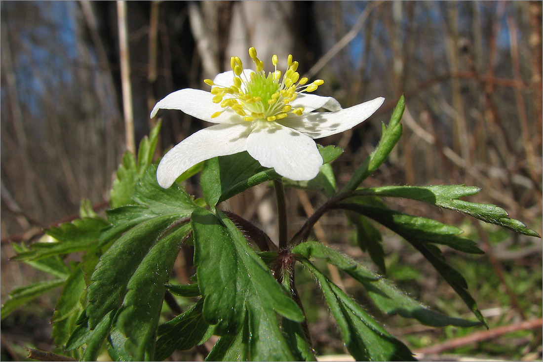 Image of Anemone nemorosa specimen.