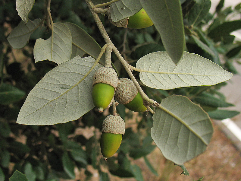 Изображение особи Quercus ilex.