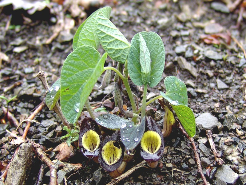 Image of Aristolochia steupii specimen.