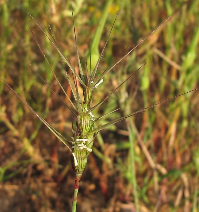 Изображение особи Aegilops peregrina.