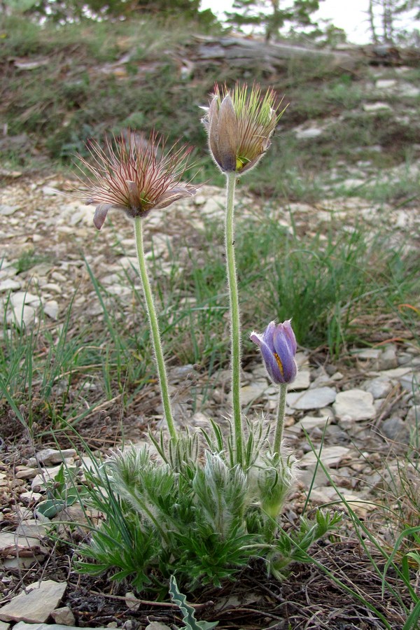 Image of Pulsatilla taurica specimen.