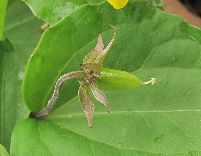 Image of Viola xanthopetala specimen.