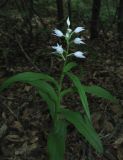 Cephalanthera longifolia. Цветущее растение. Крым, окр. с. Соколиное, лиственный лес. 23 мая 2012 г.