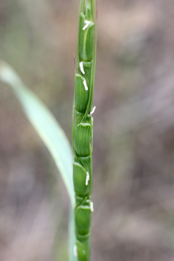 Изображение особи Aegilops tauschii.