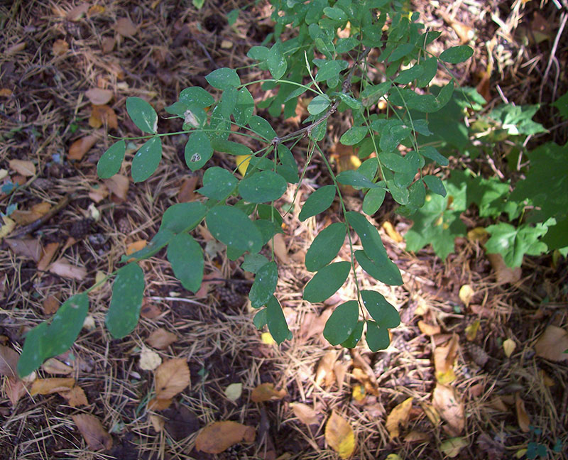 Image of Caragana arborescens specimen.