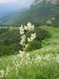 Aconogonon alpinum. Верхушка цветущего растения. Крым, гора Северная Демерджи. 2 июня 2012 г.