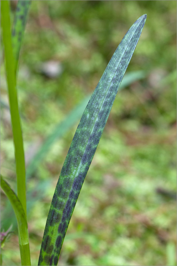 Изображение особи Dactylorhiza maculata.