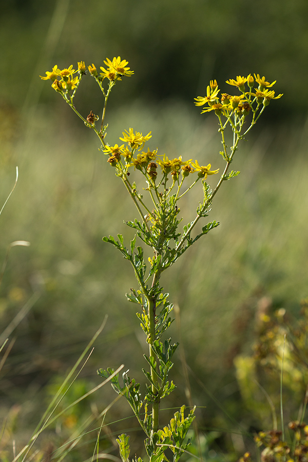 Изображение особи Senecio jacobaea.