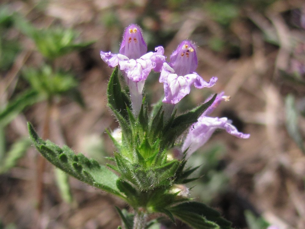 Изображение особи Galeopsis ladanum.