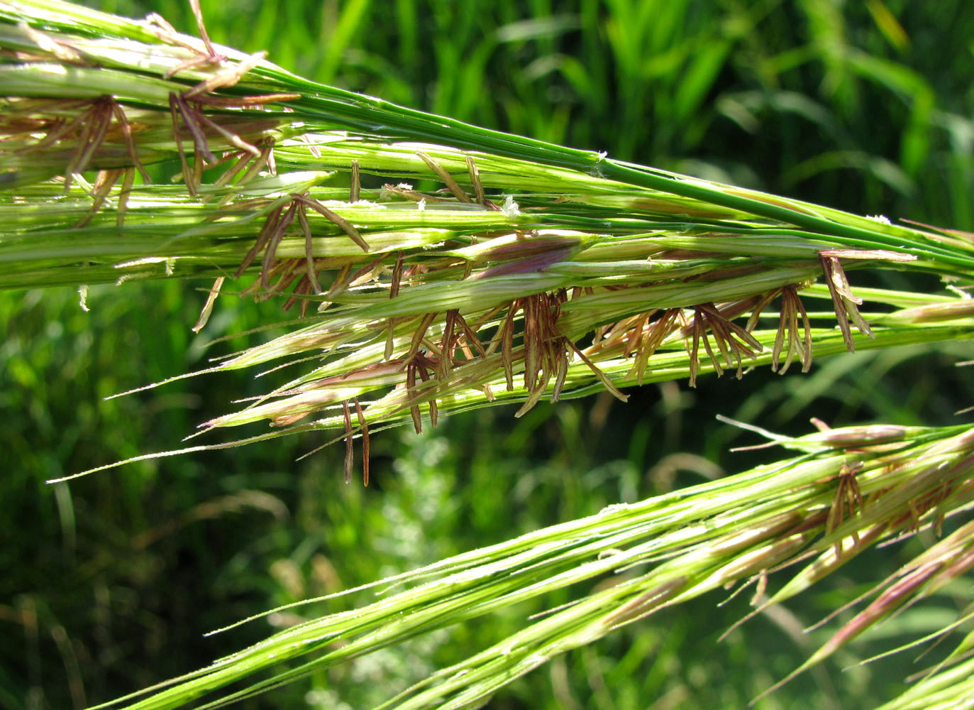 Изображение особи Zizania latifolia.